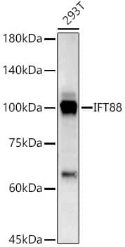 Western Blot: IFT88 Antibody - Azide and BSA Free [IFT88] - Western blot analysis of lysates from 293T cells, using IFT88 Rabbit pAb  at 1:1000 dilution.Secondary antibody: HRP-conjugated Goat anti-Rabbit IgG (H+L)  at 1:10000 dilution.Lysates/proteins: 25ug per lane.Blocking buffer: 3% nonfat dry milk in TBST.Detection: ECL Basic Kit .Exposure time: 60s.