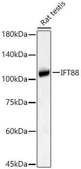 Western Blot: IFT88 Antibody - Azide and BSA Free [IFT88] - Western blot analysis of lysates from Rat testis, using IFT88 Rabbit pAb  at 1:1000 dilution.Secondary antibody: HRP-conjugated Goat anti-Rabbit IgG (H+L)  at 1:10000 dilution.Lysates/proteins: 25ug per lane.Blocking buffer: 3% nonfat dry milk in TBST.Detection: ECL Basic Kit .Exposure time: 60s.