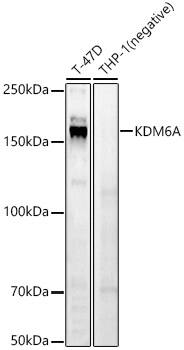 Western Blot: KDM6A Antibody - Azide and BSA Free [KDM6A] - Western blot analysis of various lysates, using KDM6A Rabbit pAb  at 1:700 dilution.Secondary antibody: HRP-conjugated Goat anti-Rabbit IgG (H+L)  at 1:10000 dilution.Lysates/proteins: 25ug per lane.Blocking buffer: 3% nonfat dry milk in TBST.Detection: ECL Basic Kit .Exposure time: 60s.