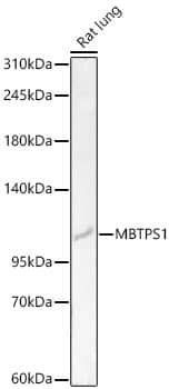 Western Blot MBTPS1 Antibody - Azide and BSA Free