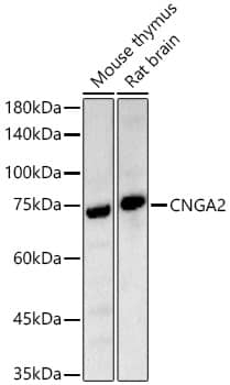 Western Blot CNGA2 Antibody - Azide and BSA Free