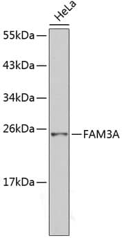 Western Blot: FAM3A Antibody - BSA Free [FAM3A] - Western blot analysis of lysates from HeLa cells, using FAM3A Rabbit pAb .Secondary antibody: HRP-conjugated Goat anti-Rabbit IgG (H+L)  at 1:10000 dilution.Lysates/proteins: 25ug per lane.Blocking buffer: 3% nonfat dry milk in TBST.