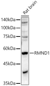 Western Blot: RMND1 Antibody - Azide and BSA Free [NBP3-05256] - Western blot analysis of lysates from Rat brain, using RMND1 Rabbit pAb at  1:500 dilution.Secondary antibody: HRP-conjugated Goat anti-Rabbit IgG (H+L) at 1:10000 dilution.Lysates/proteins: 25ug per lane.Blocking buffer: 3% nonfat dry milk in TBST.Detection: ECL Basic Kit.Exposure time: 90s.