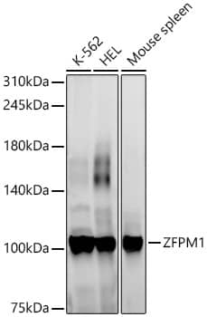 Western Blot: ZFPM1 Antibody - Azide and BSA Free [ZFPM1] - Western blot analysis of various lysates, using ZFPM1 Rabbit pAb  at 1:900 dilution.Secondary antibody: HRP-conjugated Goat anti-Rabbit IgG (H+L)  at 1:10000 dilution.Lysates/proteins: 25ug per lane.Blocking buffer: 3% nonfat dry milk in TBST.Detection: ECL Basic Kit .Exposure time: 90s.