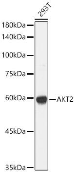 Western Blot: AKT2 Antibody - Azide and BSA Free [NBP3-05341] - Western blot analysis of lysates from 293T cells, using AKT2 Rabbit pAb (A18019) at 1:1000 dilution.Secondary antibody: HRP Goat Anti-Rabbit IgG (H+L) (AS014) at 1:10000 dilution.Lysates/proteins: 25μg per lane.Blocking buffer: 3% nonfat dry milk in TBST.Detection: ECL Basic Kit (RM00020).Exposure time: 1s.