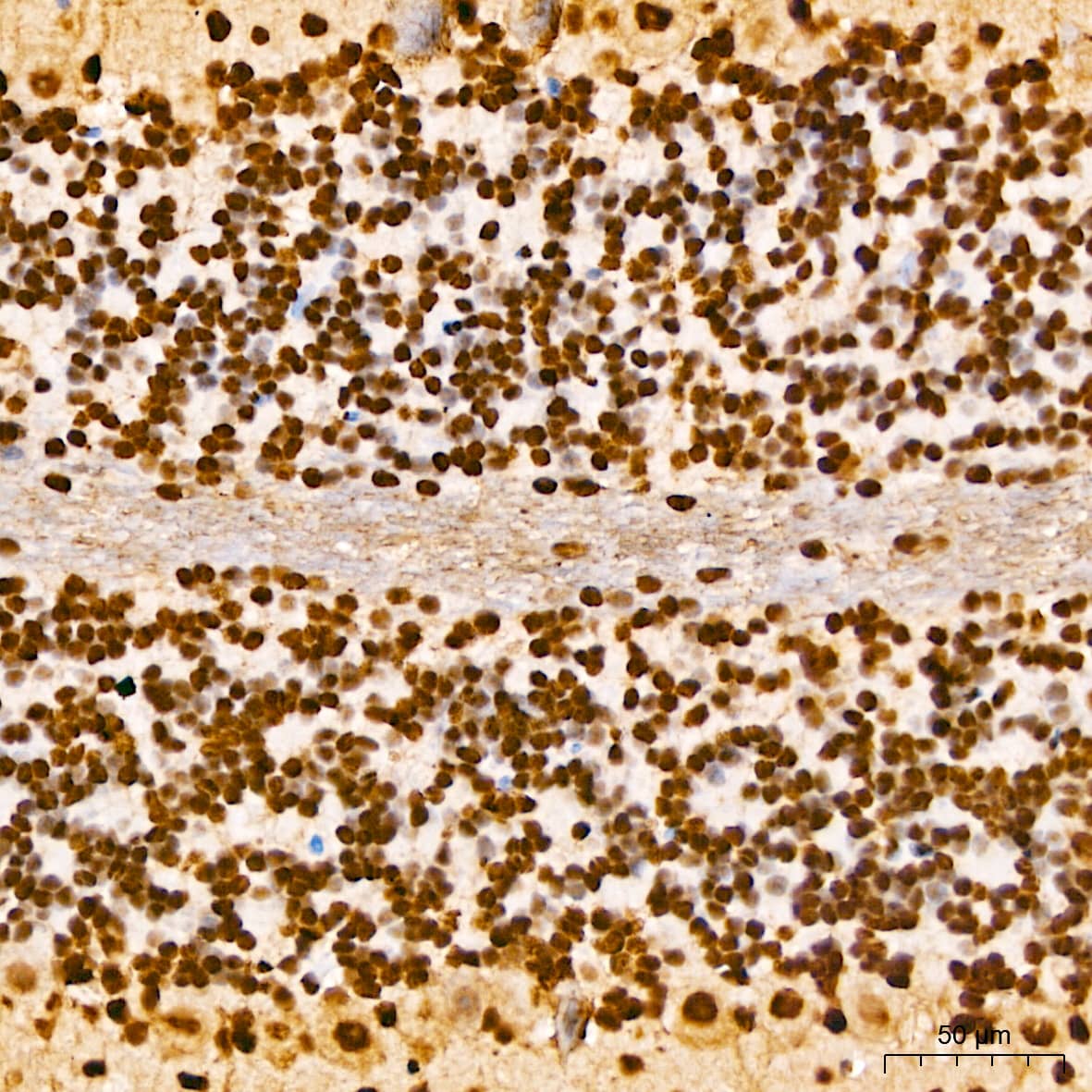 Immunohistochemistry: Elk-1 [p Ser383] Antibody - BSA Free [Elk-1] - Immunohistochemistry analysis of paraffin-embedded Mouse cerebellum tissue using Elk-1 Rabbit pAb  at a dilution of 1:200 (40x lens). High pressure antigen retrieval performed with 0.01M Citrate Buffer(pH 6.0) prior to IHC staining.