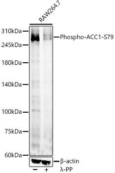 Western Blot: Acetyl-CoA Carboxylase alpha/ACACA [p Ser79] Antibody - Azide and BSA Free [Acetyl-CoA Carboxylase alpha/ACACA] - Western blot analysis of lysates from RAW264.7 cells, using Acetyl-CoA Carboxylase alpha/ACACA Rabbit pAb  at 1:700 dilution. RAW264. 7 cells were treated by lambda-PP mixed solution (1ul) at 30C for 30 minutes.Secondary antibody: HRP-conjugated Goat anti-Rabbit IgG (H+L)  at 1:10000 dilution.Lysates/proteins: 25ug per lane.Blocking buffer: 3% nonfat dry milk in TBST.Detection: ECL Enhanced Kit .Exposure time: 90s.