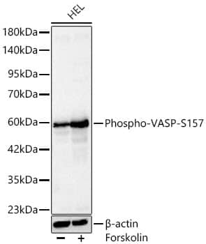 Western Blot: VASP [p Ser155] Antibody - Azide and BSA Free [VASP] - Western blot analysis of lysates from HEL cells using VASP Rabbit pAb  at 1:1000 dilution. HEL cells were treated by Forskolin (20 uM) at 37C for 1 hour.Secondary antibody: HRP-conjugated Goat anti-Rabbit IgG (H+L)  at 1:10000 dilution.Lysates/proteins: 25 ug per lane.Blocking buffer: 3% nonfat dry milk in TBST.Detection: ECL Basic Kit .Exposure time: 0.8s.