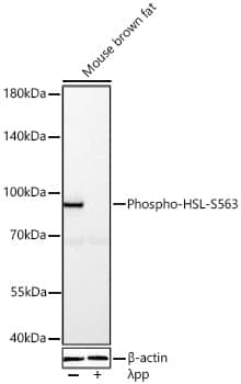 Western Blot: Hormone-sensitive Lipase/HSL [p Ser563] Antibody - Azide and BSA Free [Hormone-sensitive Lipase/HSL] - Western blot analysis of lysates from Mouse brown fat using Hormone-sensitive Lipase/HSL Rabbit pAb  at 1:5000 dilution incubated overnight at 4C. Mouse brown fat were treated by lambda-PP mixed solution (1 ul) at 30C for 30 minutes.Secondary antibody: HRP-conjugated Goat anti-Rabbit IgG (H+L)  at 1:10000 dilution.Lysates/proteins: 30 ug per lane.Blocking buffer: 3% nonfat dry milk in TBST.Detection: ECL Basic Kit .Exposure time: 1s.