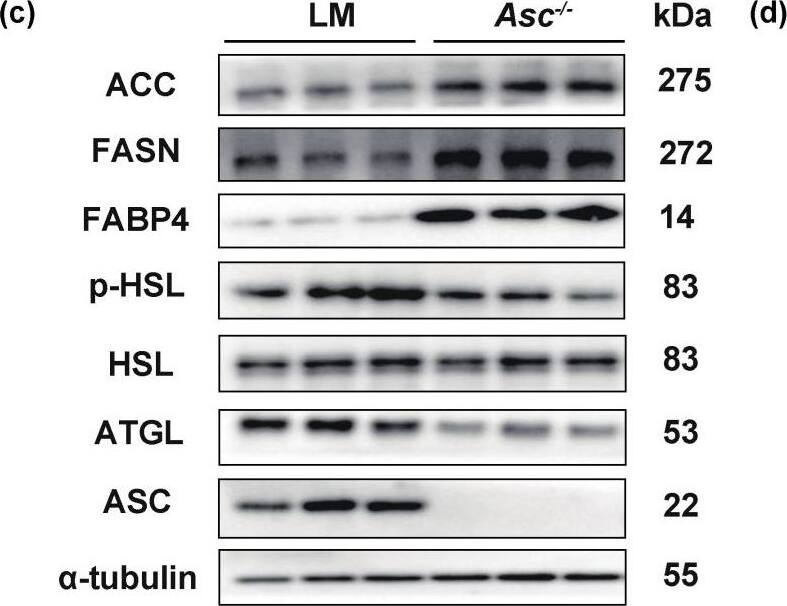 Ablation of ASC in stromal vascular fractions (SVF) cells improved the lipogenesis but impaired lipolysis. (a–d) Primary SAT SVF cells of LM and Asc−/− mice (Red-LM mice, Blue-Asc−/− mice). (a) Oil Red O staining of the 6th day under lipogenesis inducement treated primary SAT SVF cells, separated from LM and Asc−/− mice, scale bar 200 um. (b) The expression of lipogenesis genes was analyzed by RT-qPCR. (c) Expression of lipogenesis (ACC, FASN, FABP4) and lipolysis (p-HSL, HSL, ATGL) protein in indicated cells. (d–h) Primary SAT SVF cells separated from WT mice were transfected with siRNA targeting for ASC on the 4th day (Blue-NC, Yellow-si Asc). (d,e) mRNA and protein level of ASC in indicated cells. (f) Oil Red O staining of the 6th day under lipogenesis inducement treated in indicated cells, scale bar 200 um. (g) Expression of lipogenesis genes in indicated cells. (h) Expression of lipogenesis (ACC, FASN, FABP4) and lipolysis (p-HSL, HSL, ATGL) protein in indicated cells. Data are presented as means +/- SD from three independent experiments. * p < 0.05 and ** p < 0.01. Image collected and cropped by CiteAb from the following open publication (//pubmed.ncbi.nlm.nih.gov/36077447), licensed under a CC-BY license. Not internally tested by Novus Biologicals.