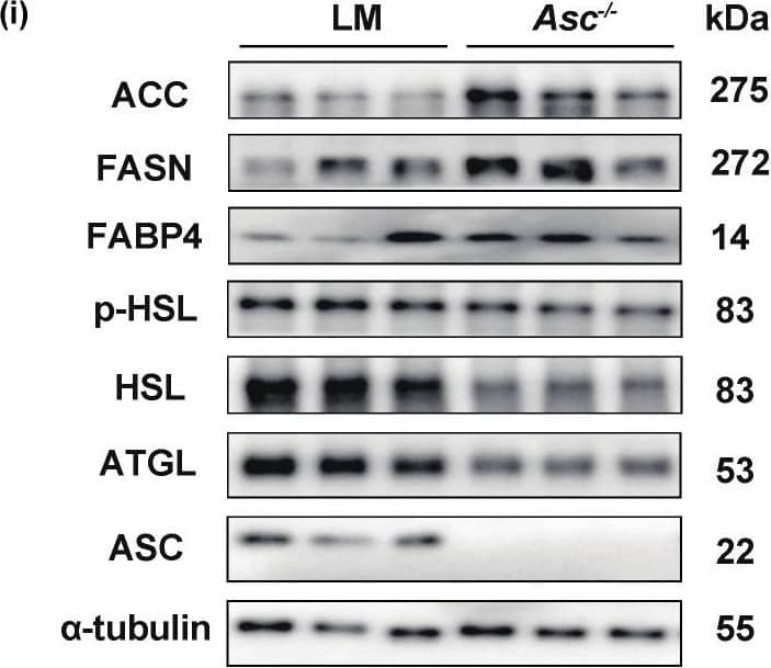 Increased lipogenesis and decreased lipolysis were observed in subcutaneous adipose tissue of Asc−/− mice fed with HFD. (a) Body weight change of LM (n = 8/group) and Asc knockout (Asc−/−) mice (n = 10/group), fed with HFD (12 weeks). (b) SAT groups are as described in (a). (c) Fat index (ratio of SAT weight to whole body weight of indicated mice. (d) H&E and quantification of SAT cell size, scale bar 50 um. (e,f) GTT and ITT analysis of indicated mice. (g) In indicated mice, plasma concentrations of triglyceride (TG), total cholesterol (TC), and free fatty acids (NEFA) at baseline. (h) mRNA expression of lipogenesis genes in SAT from indicated mice. (i) Western blot analysis of lipogenesis (ACC, FASN, FABP4) and lipolysis (p-HSL, HSL, ATGL) proteins in SAT. All the mice were male and fed with HFD for 12 weeks if not indicated otherwise. (n = 8–10/group) (Red-LM mice, Blue-Asc−/− mice). * p < 0.05, ** p < 0.01, *** p < 0.001 and **** p < 0.0001. Image collected and cropped by CiteAb from the following open publication (//pubmed.ncbi.nlm.nih.gov/36077447), licensed under a CC-BY license. Not internally tested by Novus Biologicals.