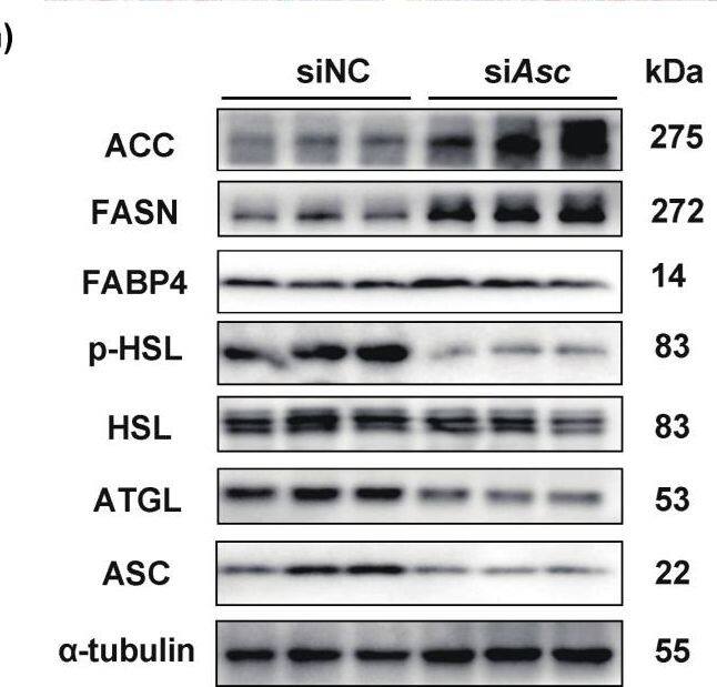 Ablation of ASC in stromal vascular fractions (SVF) cells improved the lipogenesis but impaired lipolysis. (a–d) Primary SAT SVF cells of LM and Asc−/− mice (Red-LM mice, Blue-Asc−/− mice). (a) Oil Red O staining of the 6th day under lipogenesis inducement treated primary SAT SVF cells, separated from LM and Asc−/− mice, scale bar 200 um. (b) The expression of lipogenesis genes was analyzed by RT-qPCR. (c) Expression of lipogenesis (ACC, FASN, FABP4) and lipolysis (p-HSL, HSL, ATGL) protein in indicated cells. (d–h) Primary SAT SVF cells separated from WT mice were transfected with siRNA targeting for ASC on the 4th day (Blue-NC, Yellow-si Asc). (d,e) mRNA and protein level of ASC in indicated cells. (f) Oil Red O staining of the 6th day under lipogenesis inducement treated in indicated cells, scale bar 200 um. (g) Expression of lipogenesis genes in indicated cells. (h) Expression of lipogenesis (ACC, FASN, FABP4) and lipolysis (p-HSL, HSL, ATGL) protein in indicated cells. Data are presented as means +/- SD from three independent experiments. * p < 0.05 and ** p < 0.01. Image collected and cropped by CiteAb from the following open publication (//pubmed.ncbi.nlm.nih.gov/36077447), licensed under a CC-BY license. Not internally tested by Novus Biologicals.