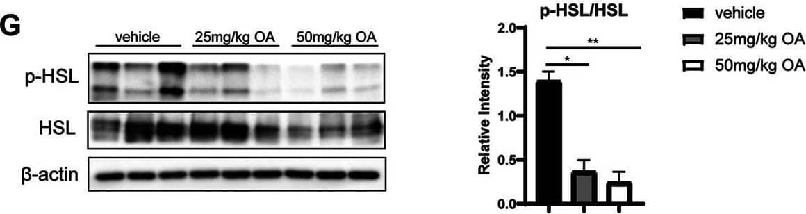 OA improves glucose and lipid metabolism and alleviates diet-induced IR. (A) Body weight of mice in vehicle, 25 mg/kg OA, 50 mg/kg OA group at the end of the experiment (n = 7). (B) Glucose tolerance test (GTT) in mice after 4 weeks of OA treatment (n = 7). (C) Fasting plasma insulin levels (n = 7). (D) HOMA-IR index (n = 7). (E) Western blots of phospho-Ser473 Akt (p-Akt), and Akt in eWAT of mice. (F) Plasma concentrations of triglyceride, total cholesterol, FFA at baseline (fasted), and Adipo-IR index (n = 5–7). (G) Western blots of phospho-Ser660 HSL (p-HSL), and HSL in the eWAT of mice. *p < 0.05, **p < 0.01, ***p < 0.001, ****p < 0.0001. Image collected and cropped by CiteAb from the following open publication (//pubmed.ncbi.nlm.nih.gov/34393781), licensed under a CC-BY license. Not internally tested by Novus Biologicals.