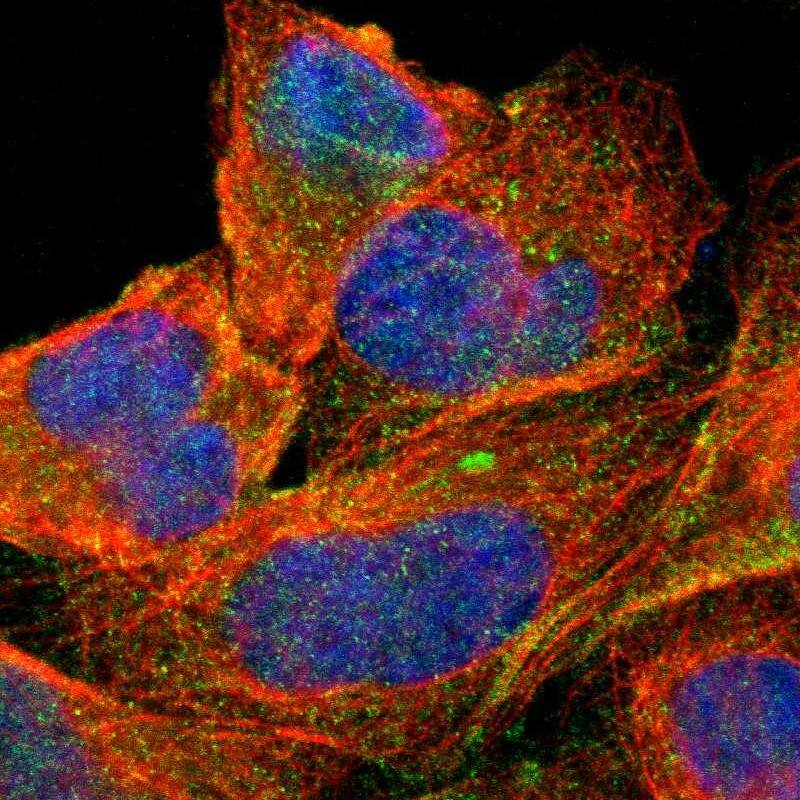 Staining of human cell line U-2 OS shows positivity in plasma membrane.