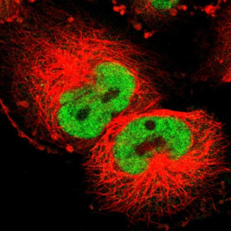 Staining of human cell line U-251 MG shows localization to nucleoplasm.