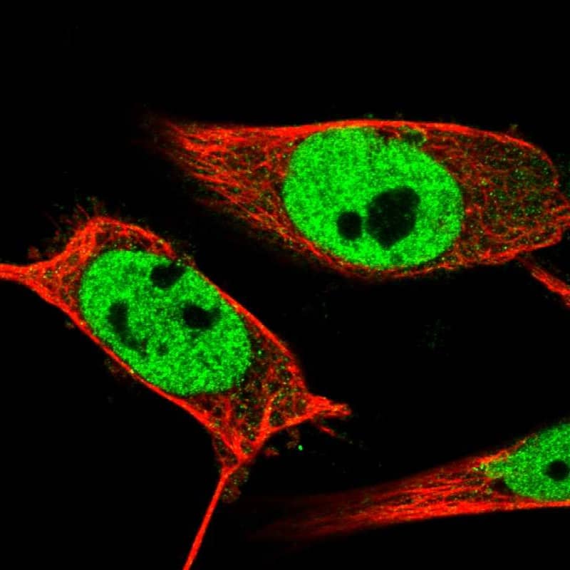 Staining of human cell line U-251 MG shows localization to nucleoplasm.