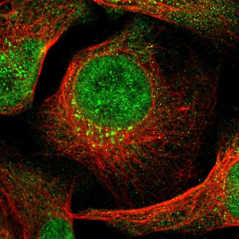 Staining of human cell line U-2 OS shows localization to nucleoplasm & the Golgi apparatus.