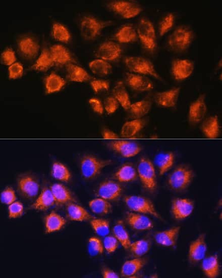 Immunocytochemistry/ Immunofluorescence Neuropeptide B Antibody - Azide and BSA Free