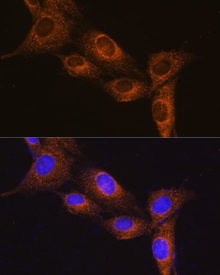 Immunocytochemistry/ Immunofluorescence Neuropeptide B Antibody - Azide and BSA Free