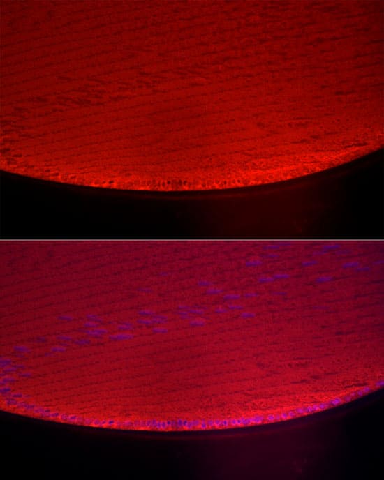 Immunocytochemistry/ Immunofluorescence: AlphaA Crystallin/CRYAA Antibody - BSA Free [NBP3-05575] - Immunofluorescence analysis of paraffin-embedded Rat Eye using AlphaA Crystallin/CRYAA Rabbit pAb (A5725) at dilution of 1:200 (40x lens). Secondary antibody: Cy3 Goat Anti-Rabbit IgG (H+L) (AS007) at 1:500 dilution. Blue: DAPI for nuclear staining.