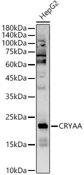 Western Blot: AlphaA Crystallin/CRYAA Antibody - BSA Free [NBP3-05575] - Western blot analysis of lysates from HepG2 cells, using AlphaA Crystallin/CRYAA Rabbit pAb (A5725) at  1:5000 dilution.Secondary antibody: HRP Goat Anti-Rabbit IgG (H+L) (AS014) at 1:10000 dilution.Lysates/proteins: 25μg per lane.Blocking buffer: 3% nonfat dry milk in TBST.Detection: ECL Basic Kit (RM00020).Exposure time: 180s.