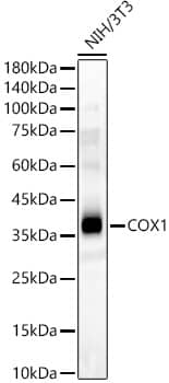 Western Blot: COX-1 Antibody - Azide and BSA Free [COX-1] - Western blot analysis of lysates from NIH/3T3 cells, using COX-1 Rabbit pAb  at  1:400 dilution.Secondary antibody: HRP-conjugated Goat anti-Rabbit IgG (H+L)  at 1:10000 dilution.Lysates/proteins: 25ug per lane.Blocking buffer: 3% nonfat dry milk in TBST.Detection: ECL Basic Kit .Exposure time: 30s.