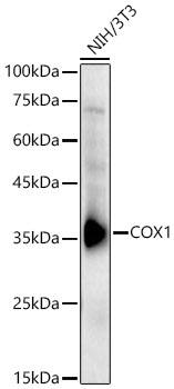 Western Blot: COX-1 Antibody - Azide and BSA Free [COX-1] - Western blot analysis of lysates from NIH/3T3 cells using COX-1 Rabbit pAb  at 1:1800 dilution.Secondary antibody: HRP-conjugated Goat anti-Rabbit IgG (H+L)  at 1:10000 dilution.Lysates/proteins: 25 ug per lane.Blocking buffer: 3% nonfat dry milk in TBST.Detection: ECL Basic Kit .Exposure time:30s.