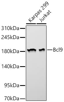 Western Blot: Bcl-9 Antibody - BSA Free [Bcl-9] - Western blot analysis of various lysates using [KD Validated] Bcl-9 Rabbit pAb  at 1:1000 dilution. Secondary antibody: HRP-conjugated Goat anti-Rabbit IgG (H+L)  at 1:10000 dilution. Lysates / proteins: 25 ug per lane. Blocking buffer: 3 % nonfat dry milk in TBST. Detection: ECL Basic Kit . Exposure time: 60s.
