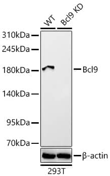 Western Blot: Bcl-9 Antibody - BSA Free [Bcl-9] - Western blot analysis of lysates from wild type (WT) and Bcl-9 knockdown (KD) 293T cells using [KD Validated] Bcl-9 Rabbit pAb  at 1:1000 dilution. Secondary antibody: HRP-conjugated Goat anti-Rabbit IgG (H+L)   at 1:10000 dilution.Lysates/proteins: 25 ug per lane.Blocking buffer: 3% nonfat dry milk in TBST.Detection: ECL Basic Kit .Exposure time: 60s.