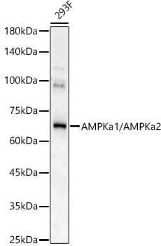 Western Blot: AMPK alpha 1/2 Antibody - Azide and BSA Free [NBP3-05635] - Western blot analysis of 293F, using AMPK alpha 1/2 antibody (A17290) at 1:500 dilution.Secondary antibody: HRP Goat Anti-Rabbit IgG (H+L) (AS014) at 1:10000 dilution.Lysates/proteins: 25μg per lane.Blocking buffer: 3% nonfat dry milk in TBST.Detection: ECL Basic Kit (RM00020).Exposure time: 90s.