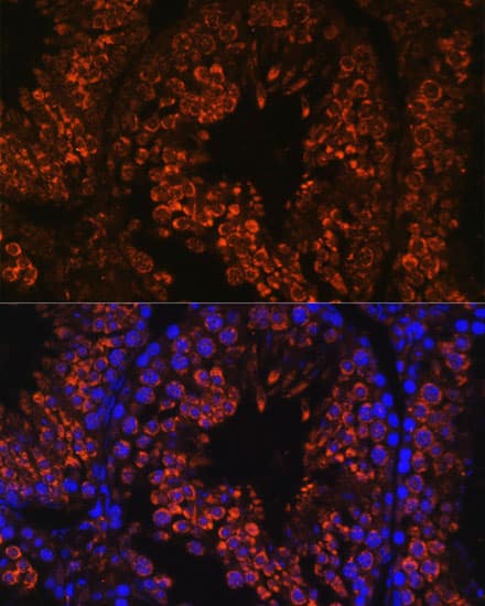 Immunocytochemistry/ Immunofluorescence: FER1L5 Antibody - Azide and BSA Free [NBP3-05642] - Immunofluorescence analysis of paraffin-embedded mouse testis using FER1L5 Rabbit pAb  at dilution of 1:100. Secondary antibody: Cy3 Goat Anti-Rabbit IgG (H+L)  at 1:500 dilution. Blue: DAPI for nuclear staining.