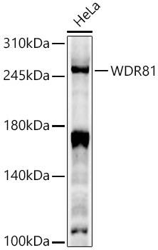 Western Blot WDR81 Antibody - Azide and BSA Free