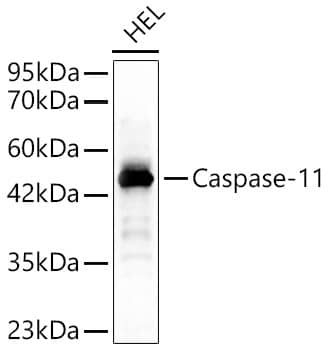 Western Blot: Caspase-4 Antibody - Azide and BSA Free [Caspase-4] - Western blot analysis of lysates from HEL cells, using Caspase-4 Rabbit pAb  at 1:700 dilution.Secondary antibody: HRP-conjugated Goat anti-Rabbit IgG (H+L)  at 1:10000 dilution.Lysates/proteins: 25ug per lane.Blocking buffer: 3% nonfat dry milk in TBST.Detection: ECL Basic Kit .Exposure time: 120s.