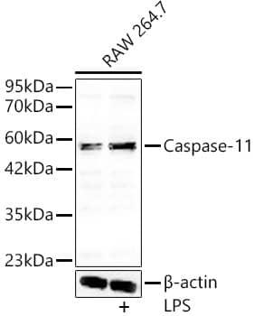 Western Blot: Caspase-4 Antibody - Azide and BSA Free [Caspase-4] - Western blot analysis of lysates from RAW 264.7 cells, using Caspase-4 Rabbit pAb  at 1:700 dilution. Raw 264. 7 cells were treated by LPS (1 ug/ml) at 37C for 8 hours.Secondary antibody: HRP-conjugated Goat anti-Rabbit IgG (H+L)  at 1:10000 dilution.Lysates/proteins: 25ug per lane.Blocking buffer: 3% nonfat dry milk in TBST.Detection: ECL Basic Kit .Exposure time: 120s.