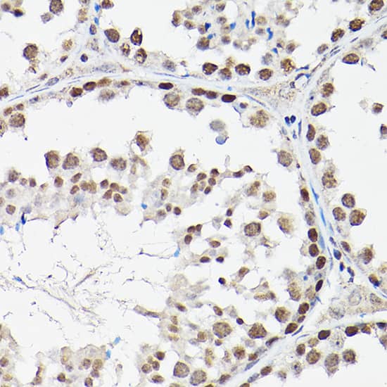 Immunohistochemistry: FOXO1A/3/4 Antibody - Azide and BSA Free [FOXO1A/3/4] - Immunohistochemistry analysis of paraffin-embedded rat testis using FOXO1A/3/4 Rabbit pAb  at dilution of 1:50 (40x lens).Perform high pressure antigen retrieval with 10 mM citrate buffer pH 6.0 before commencing with IHC staining protocol.