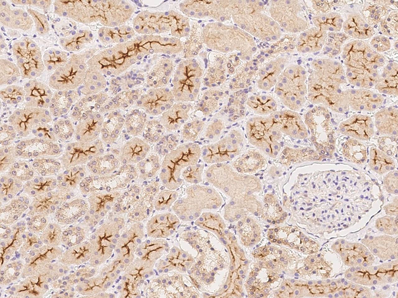 Immunohistochemistry-Paraffin RNF180 Antibody - BSA Free
