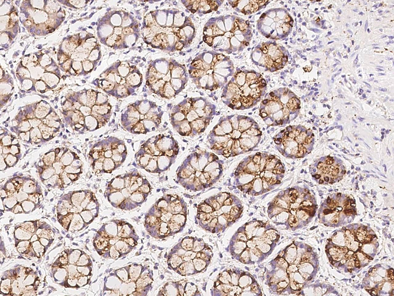 Immunohistochemistry-Paraffin: AP1G2 Antibody - BSA Free [NBP3-05786] - Immunochemical staining of human AP1G2 in human rectum with NBP3-05786 at 1:500 dilution, formalin-fixed paraffin embedded sections.
