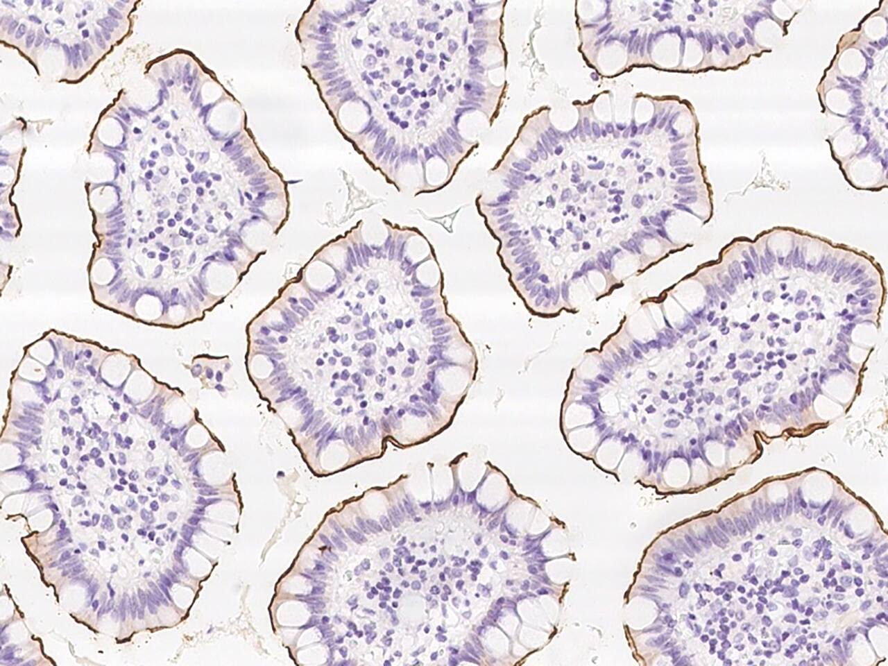 Immunohistochemistry-Paraffin: Kv3.3 Antibody - BSA Free [NBP3-05792] - Immunochemical staining of human Kv3.3 in human small intestine with NBP3-05792 at 1:2000 dilution, formalin-fixed paraffin embedded sections.