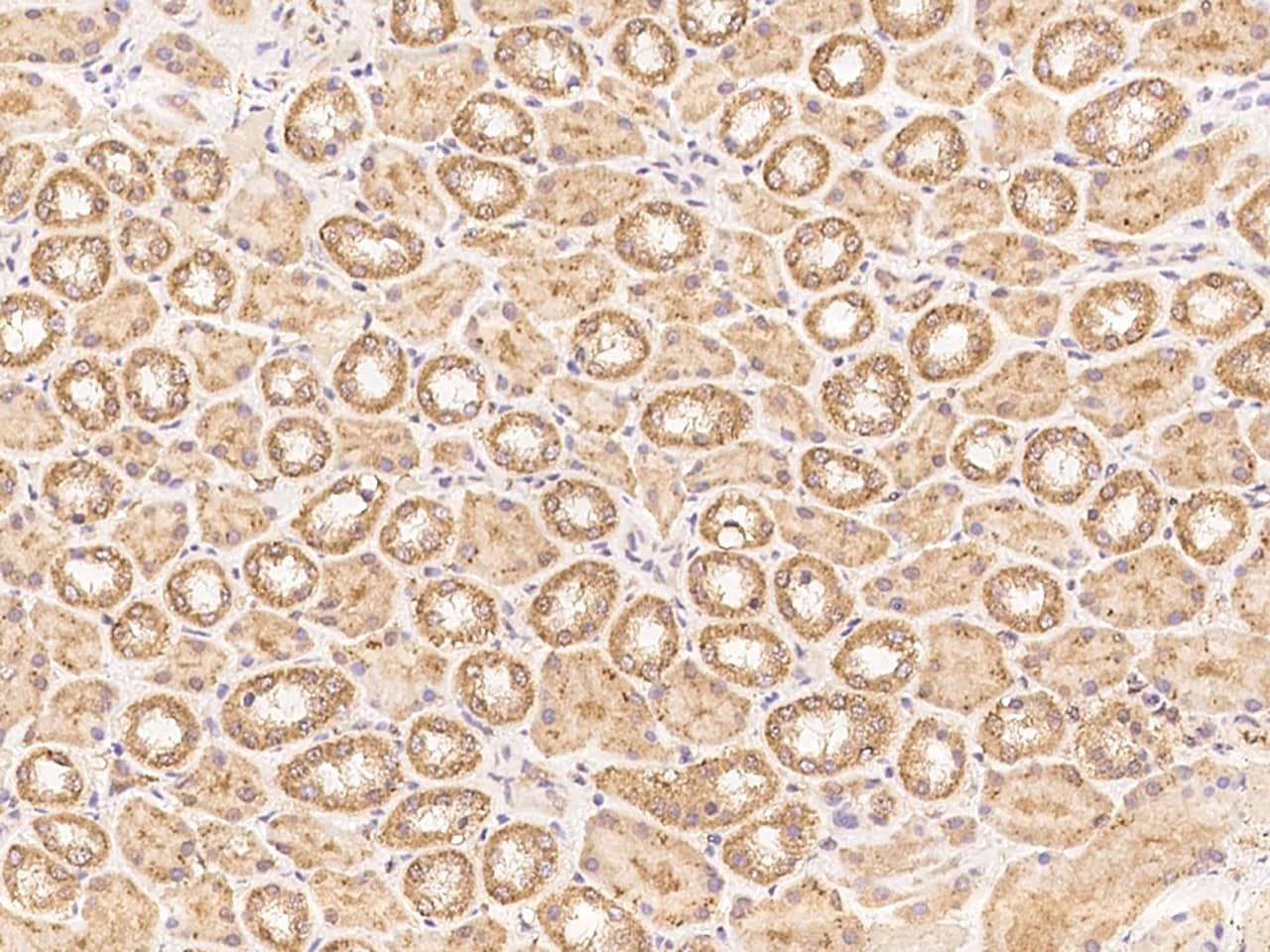Immunohistochemistry-Paraffin: ZNF804B Antibody - BSA Free [NBP3-05793] - Immunochemical staining of human ZNF804B in human kidney with NBP3-05793 at 1:100 dilution, formalin-fixed paraffin embedded sections.