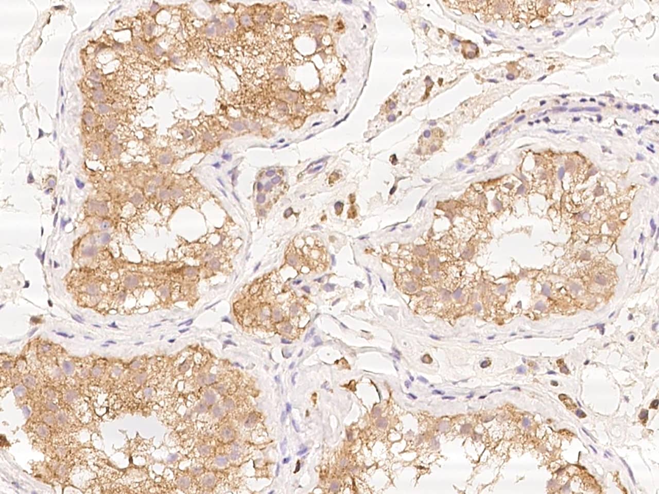 Immunohistochemistry-Paraffin: PDP3 Antibody - BSA Free [NBP3-05795] - Immunochemical staining of human PDP3 in human testis with NBP3-05795 at 1:500 dilution, formalin-fixed paraffin embedded sections.