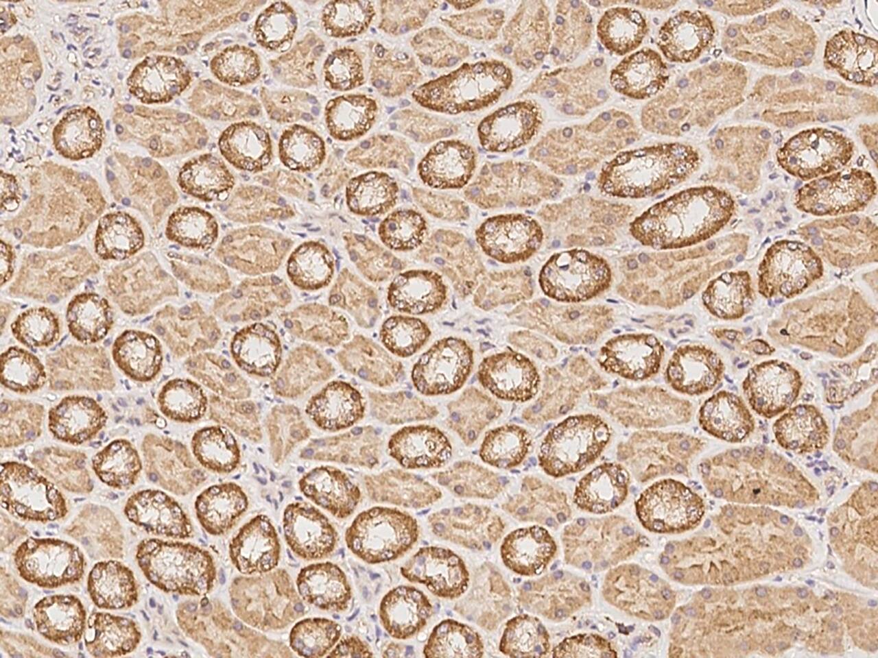 Immunohistochemistry-Paraffin: PDP3 Antibody - BSA Free [NBP3-05795] - Immunochemical staining of human PDP3 in human kidney with NBP3-05795 at 1:500 dilution, formalin-fixed paraffin embedded sections.
