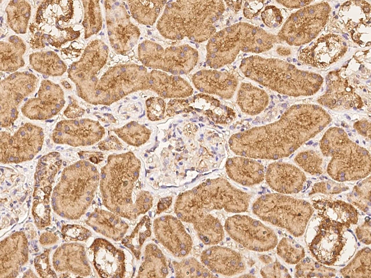 Immunohistochemistry-Paraffin: NAGPA Antibody - BSA Free [NBP3-05813] - Immunochemical staining of human NAGPA in human kidney with NBP3-05813 at 1:100 dilution, formalin-fixed paraffin embedded sections.