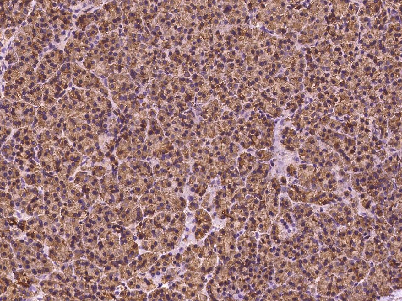 Immunohistochemistry-Paraffin: HEATR4 Antibody - BSA Free [NBP3-05832] - Immunochemical staining of human HEATR4 in human pancreas with NBP3-05832 at 1:100 dilution, formalin-fixed paraffin embedded sections.