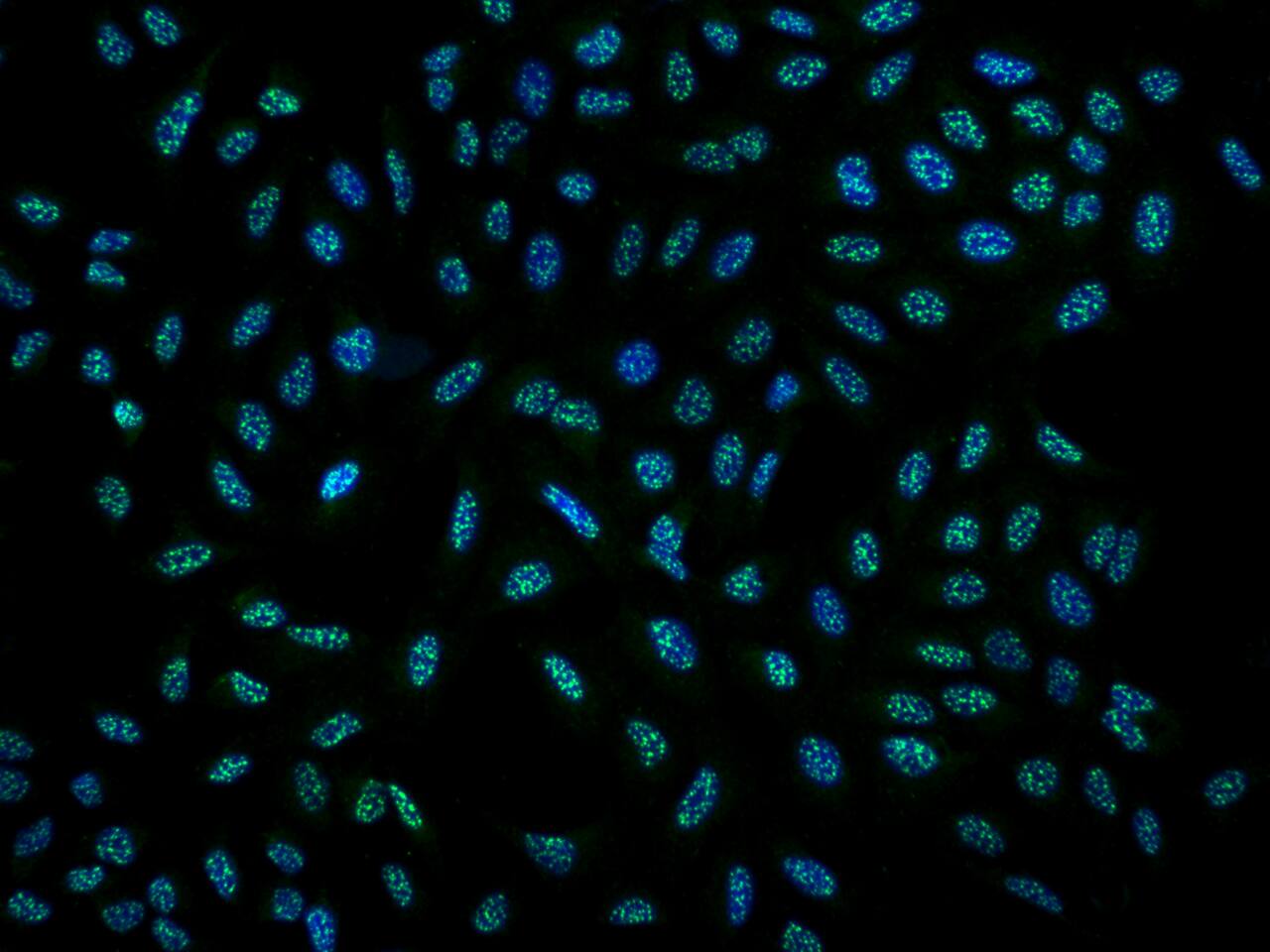Immunocytochemistry/ Immunofluorescence: DRP2 Antibody - BSA Free [NBP3-05842] - Immunofluorescence staining of DRP2 in U2OS cells. Cells were fixed with 4% PFA, permeabilzed with 0.3% Triton X-100 in PBS,blocked with 10% serum, and incubated with NBP3-05842 (dilution ratio 1:200) at 4 overnight. Then cells were stained with the Alexa Fluor488-conjugated Goat Anti-rabbit IgG secondary antibody (green) and counterstained with DAPI (blue).Positive staining was localized to Nucleus.