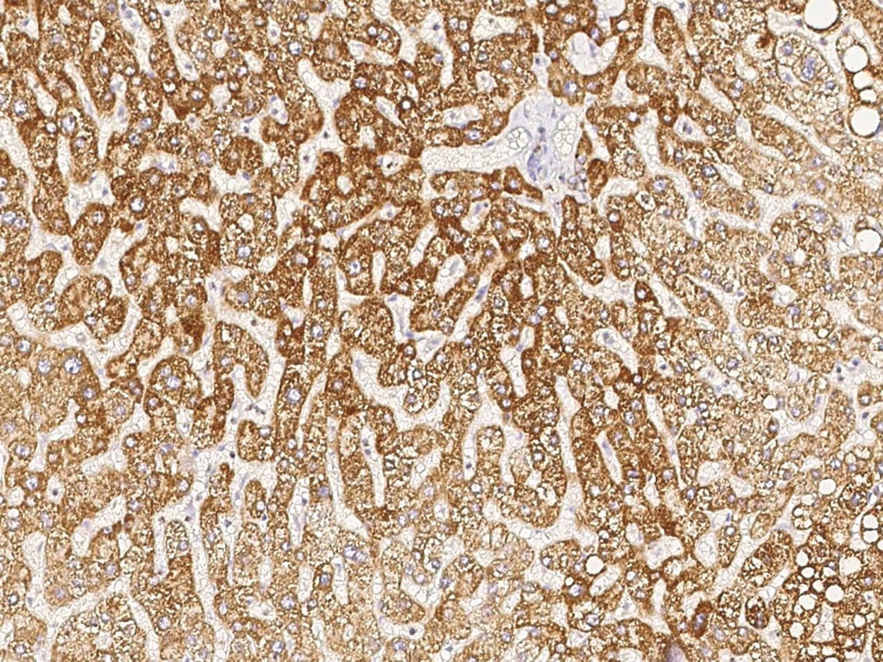 Immunohistochemistry-Paraffin: COX4-I1 Antibody [NBP3-05850] - Immunochemical staining of human COX4-I1 in human liver with NBP3-05850 (1:1000, formalin-fixed paraffin embedded sections).