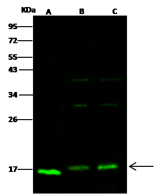 Western Blot: COX4-I1 Antibody [NBP3-05851] - NBP3-05851 at 1:500 dilution Lane A: NIH3T3 Whole Cell Lysate Lane B: Jurkat Whole Cell Lysate Lane C: Hela Whole Cell Lysate Lysates/proteins at 30 ug per lane. Secondary Goat Anti- Rabbit IgG H&L (Dylight 800) at 1/10000 dilution. Developed using the Odyssey technique. Performed under reducing conditions. Predicted band size:15 kDa Observed band size:17 kDa (We are unsure as to the identity of these extra bands.) 