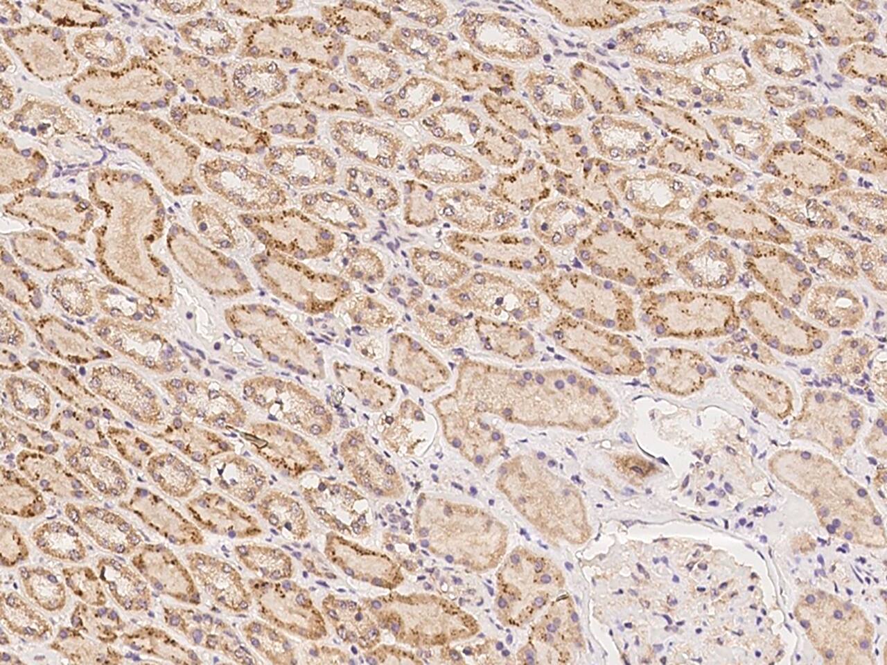 Immunohistochemistry-Paraffin: ZNF320 Antibody - BSA Free [NBP3-05853] - Immunochemical staining of human ZNF320 in human kidney with NBP3-05853 at 1:100 dilution, formalin-fixed paraffin embedded sections.