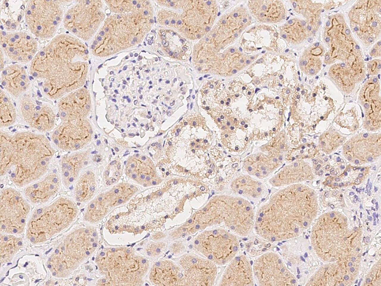 Immunohistochemistry-Paraffin Neurexophilin 2 Antibody - BSA Free