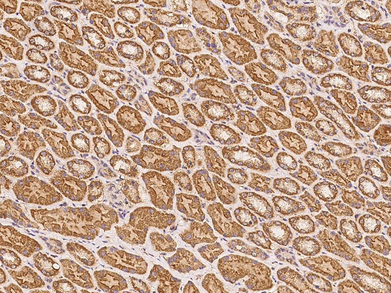 Immunohistochemistry-Paraffin: FAM188B Antibody - BSA Free [NBP3-05876] - Immunochemical staining of human FAM188B in human kidney with NBP3-05876 at 1:100 dilution, formalin-fixed paraffin embedded sections.