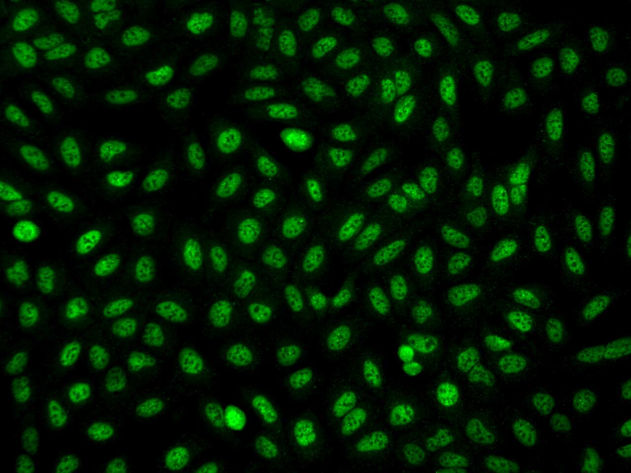 Immunocytochemistry/Immunofluorescence: FAM212A Antibody [NBP3-05938] -  Staining of C3orf54 in U2OS cells. Cells were fixed with 4% PFA, permeabilzed with 0.3% Triton X-100 in PBS,blocked with 10% serum, and incubated with NBP3-05938 antibody (dilution ratio 1:200) at 4? overnight. Then cells were stained with the Alexa Fluor488-conjugated Goat Anti-rabbit IgG secondary antibody (green). Positive staining was localized to Nucleus.